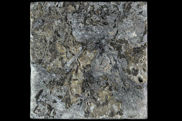 Rhynie Chert - Early Devonian Vascular Plant Fossils #86722